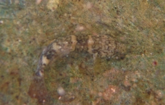 Bathygobius soporator