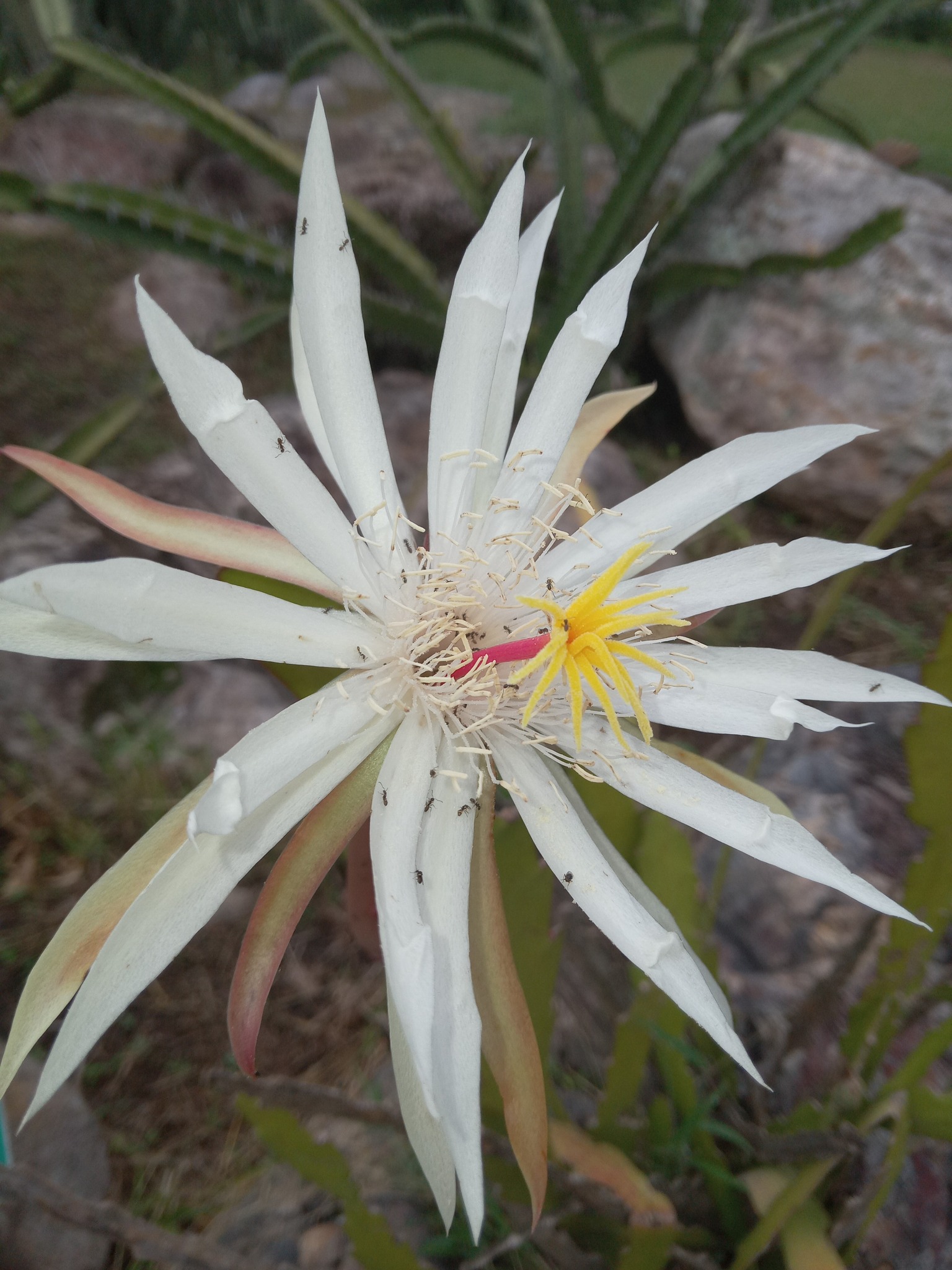 Imagem de Cacto-orquídea
