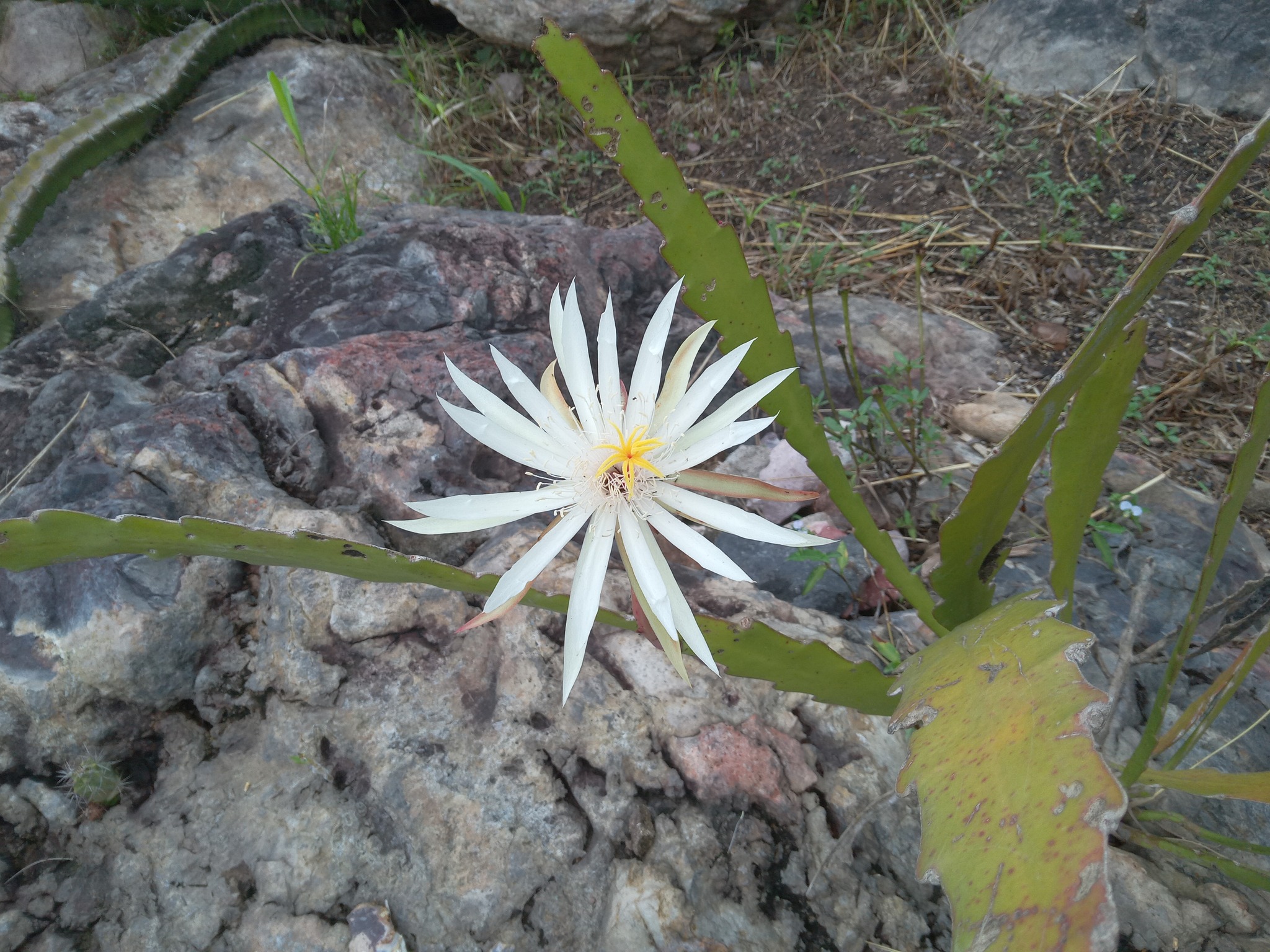 Imagem de Cacto-orquídea
