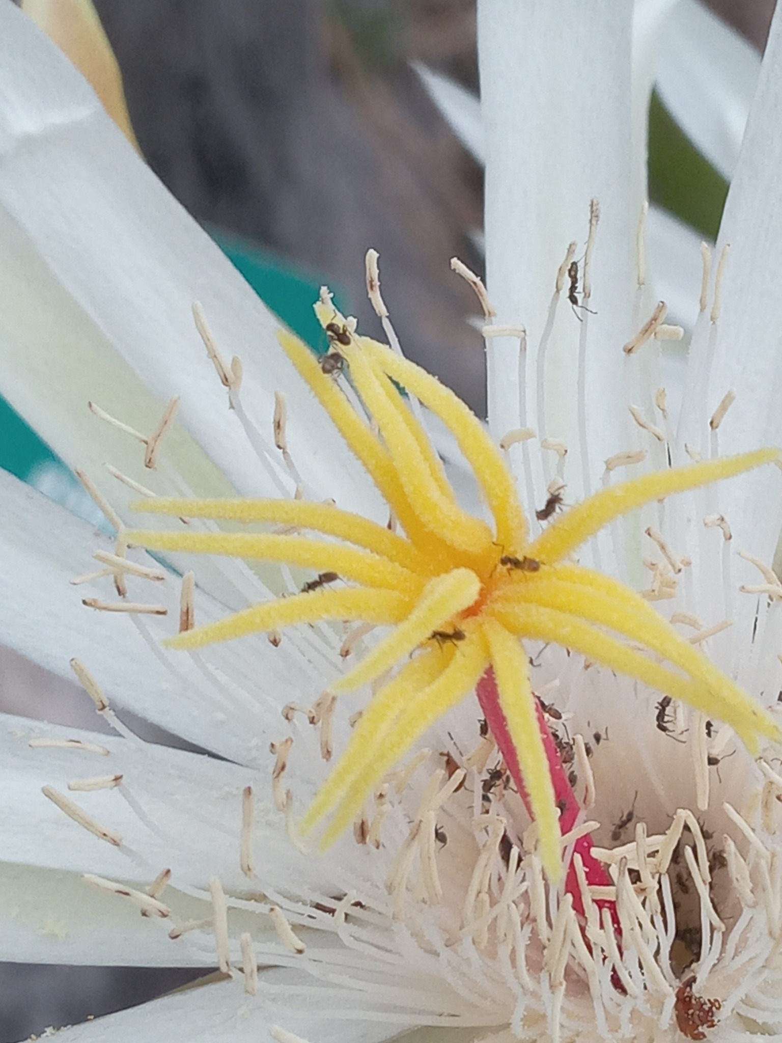 Imagem de Cacto-orquídea
