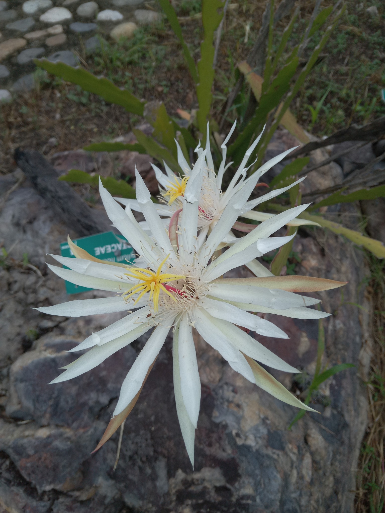 Imagem de Cacto-orquídea