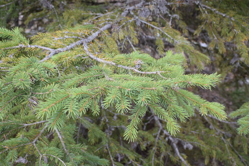 Engelmann spruce