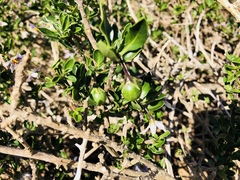 Solanum guineense
