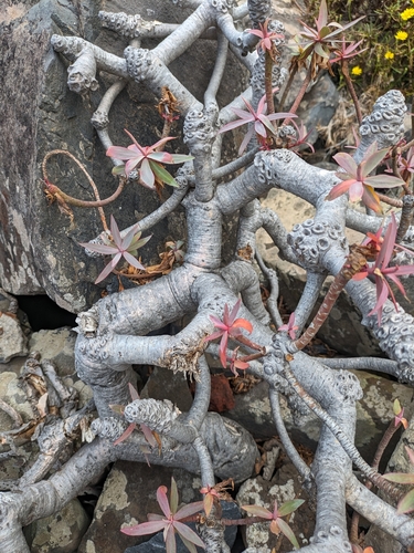 Image of Euphorbia piscatoria by (c) Denys Vynokurov, some rights reserved (CC BY)