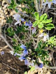 Solanum guineense