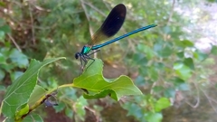Calopteryx xanthostoma