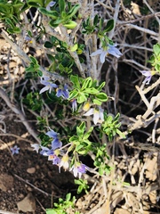 Solanum guineense