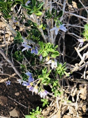 Solanum guineense