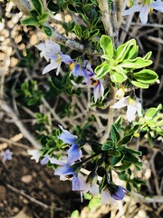 Solanum guineense