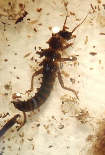 Neopentura semifusca