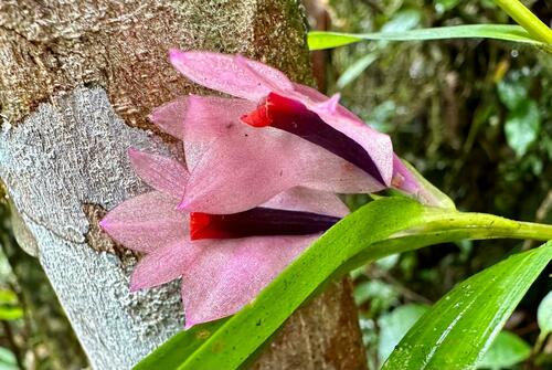 Dendrobium vexillarius