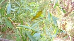 Calopteryx xanthostoma