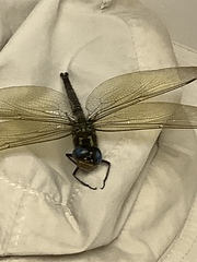 Coryphaeschna ingens