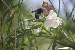 Xylocopa californica arizonensis