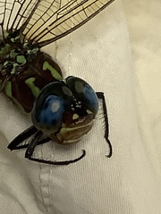 Coryphaeschna ingens