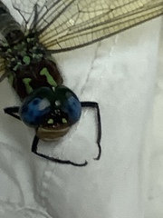 Coryphaeschna ingens