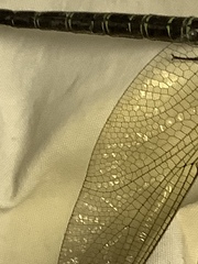 Coryphaeschna ingens