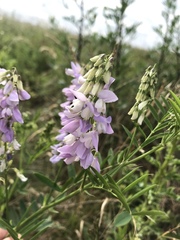 Galega officinalis