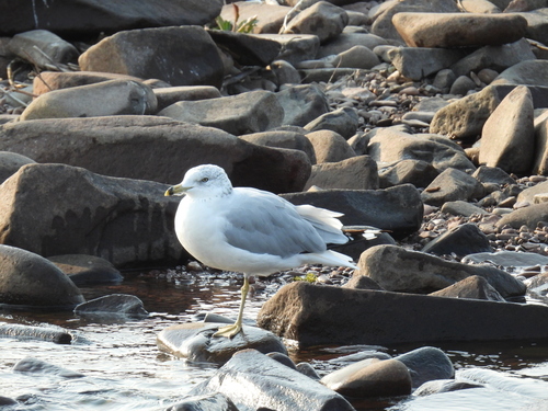 Ring-billed Gull photographed in Minnesota