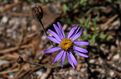 Erigeron breweri