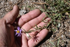 Erigeron breweri