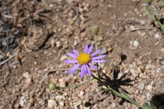 Erigeron breweri