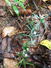 Galium uniflorum
