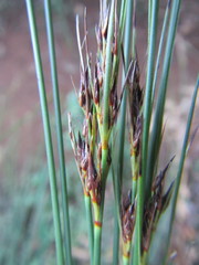 Schoenus cuspidatus