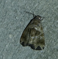 Cobubatha metaspilaris