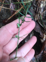 Galium uniflorum