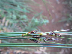 Schoenus cuspidatus