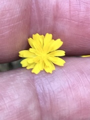 Crepis neglecta