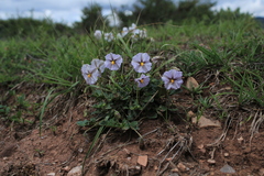 Lycianthes peduncularis