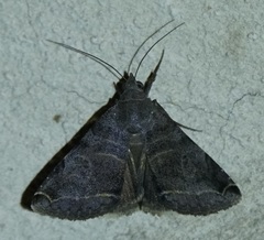 Panula inconstans