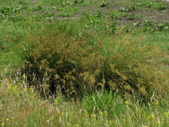 Juncus effusus effusus