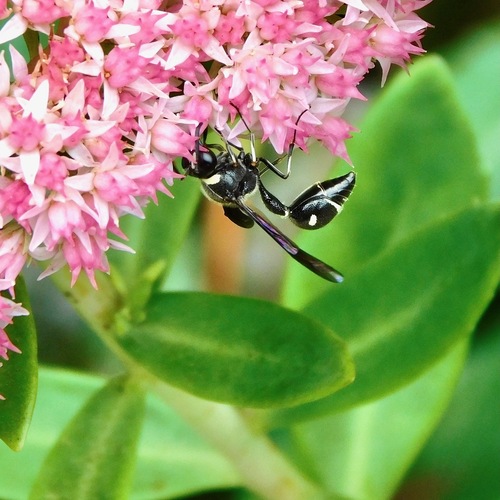 Fraternal Potter Wasp photo 5