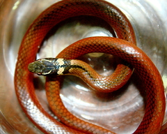 Coniophanes meridanus