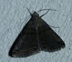 Panula inconstans