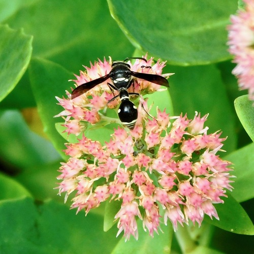 Fraternal Potter Wasp photo 6