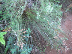 Schoenus cuspidatus
