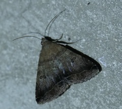 Panula inconstans