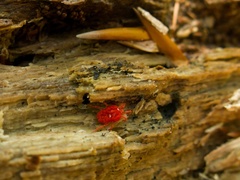 Trombidium holosericeum