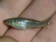 Spotfin Gambusia photo 4
