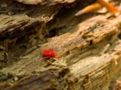 Trombidium holosericeum