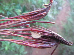 Schoenus cuspidatus