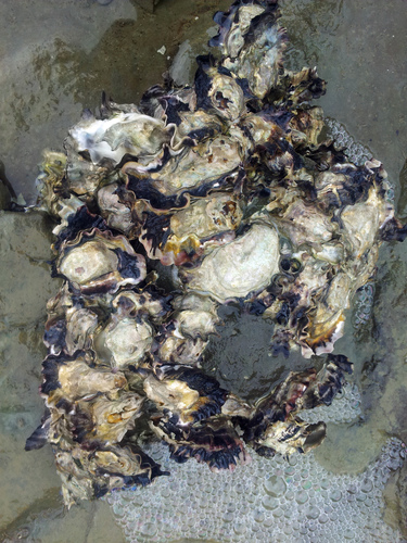 Magallana gigas