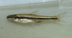 Pugnose Minnow photo 4