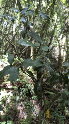 Beilschmiedia erythrophloia, photograph 1