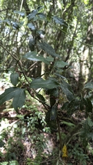 Beilschmiedia erythrophloia