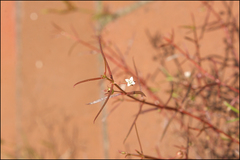 Scleromitrion diffusum